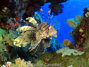 Lionfish in natural coral window.
Taken at Shaab Rumi in... by Jackie Campbell 